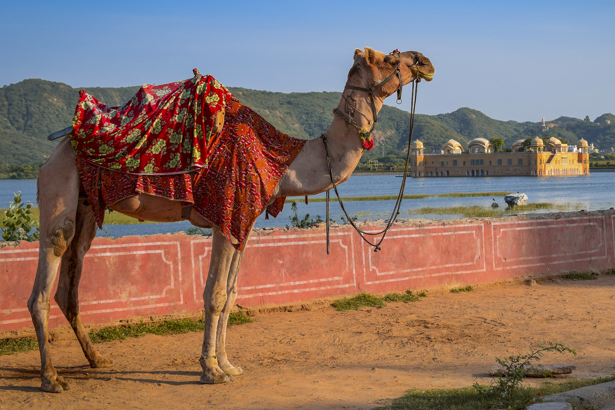 Friendly local driver Fardin